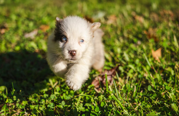 Australian Shepherd puppy with blue eyes running on green grass in warm sunlight.