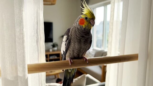 A cockatiel perches on a wooden dowel in a bright living room with white curtains