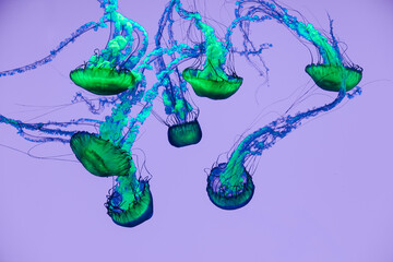 Vibrant blue and green jellyfish floating underwater on a soft purple background