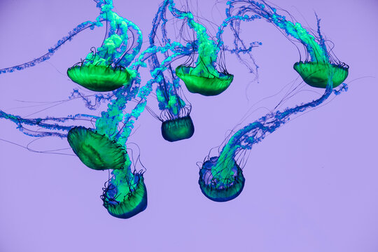 Vibrant blue and green jellyfish floating underwater on a soft purple background - Powered by Adobe