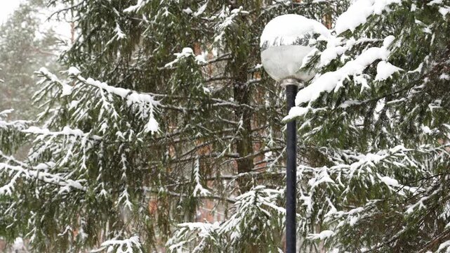 Gentle flakes fall amidst the verdant Evergreen boughs, creating a serene Winter wonderland. A snow-capped streetlamp adds a touch of whimsy to the landscape.