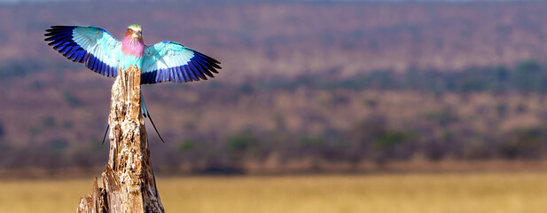 lilac-breasted roller (Coracias caudatus) in flight arrives at old tree stump to perch in Tarangire National Park