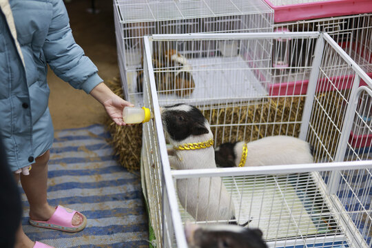 Close up view of happy young person feeding cute baby micro pig in white cage at local farm petting zoo with small yellow scoop of food on fun holiday weekend
