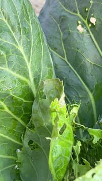 Two Tobacco Caterpillars, Spodoptera litura, are seen crawling on a cabbage leaf, Brassica oleracea var. capitata, which is covered in numerous pest holes and black frass.