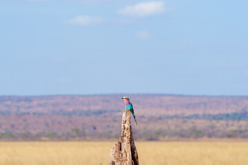 lilac-breasted roller (Coracias caudatus) perched on old tree stump in Tarangire National Park savannah where colours blend with those of bird.