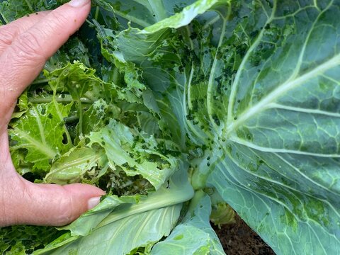 Hand lifts a cabbage leaf, Brassica oleracea var. capitata, to reveal a mess of black frass and eating holes caused by Tobacco Caterpillar, Spodoptera litura.