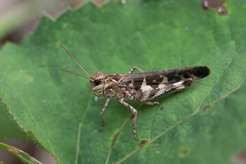 Grasshopper Oedaleus infernalis of Acrididae features a distinct light-colored X-shaped pattern on its pronotum. This is an authentic optical photography on location.