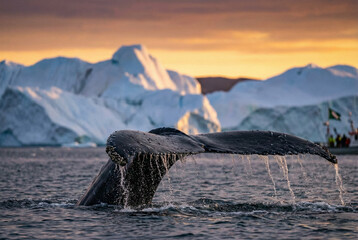A majestic humpback whale fluke diving into the ocean with icebergs visible in the golden sunset background