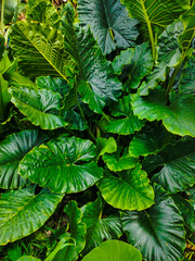 A bunch of fresh green, broad taro leaves in the garden, perfect for a tropical natural backdrop.