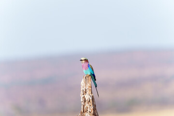 lilac-breasted roller (Coracias caudatus) perched on old tree stump in Tarangire National Park savannah where colours blend with those of bird.