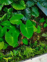 A bunch of fresh green, broad taro leaves in the garden, perfect for a tropical natural backdrop.