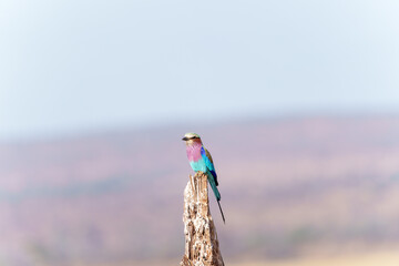 lilac-breasted roller (Coracias caudatus) perched on old tree stump in Tarangire National Park savannah where colours blend with those of bird.