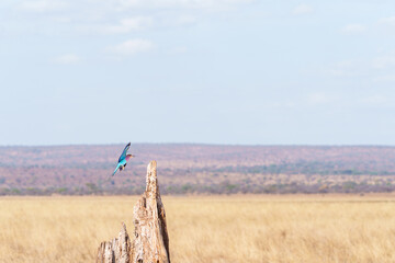 lilac-breasted roller (Coracias caudatus) in flight arrives at old tree stump to perch in Tarangire National Park