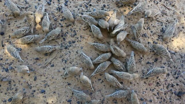 A flock of sociable weavers (Philetairus socius) feeding on the ground, Kalahari desert, South Africa