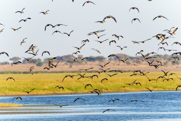Waterbirds in flight over Tarangire National Park wetland a flock of White-faced Whistling-Duck (Dendrocygna viduata)