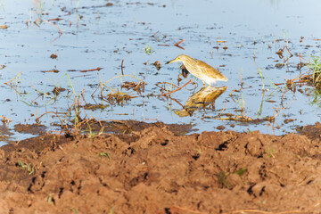 Squacco Heron (Ardeola ralloides) in non-breeding plumage reflected while wading in wetland pond in Tarangire National Park