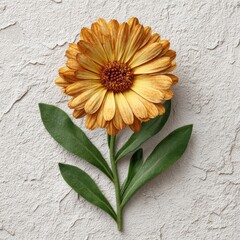 Single Yellow Pot Marigold Flower on Textured Gray Background