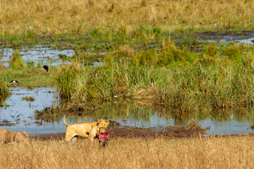 African lions (Panthera leo)  with remains of kill by wetland in Tarangire National Park