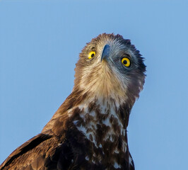 Brown Snake Eagle (Circaetus cinereus) specialist raptor hunts snakes and reptiles is here perched atop candelabra tree (euphorbia ingens) against blue sky in Tarangire National Park.