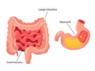 illustration of the human digestive system consisting of the small intestine, large intestine, and stomach.