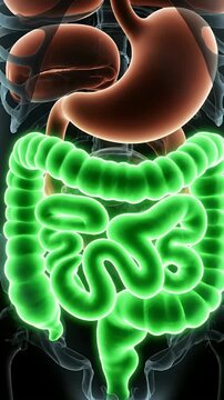 Human Digestive System 3D Animation Visualization for Educational and Medical Use Showing Stomach and Intestines