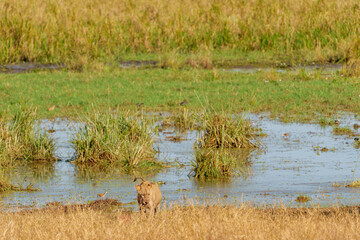 African lions (Panthera leo)  juvenile male  by wetland in Tarangire National Park