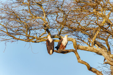 two African fish eagles (Haliaeetus vocifer) perched together high in tree in Tarangire National park.
