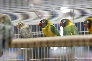 Close up shot of adorable colorful lovebird parrots resting calmly wooden perch inside metal wire...