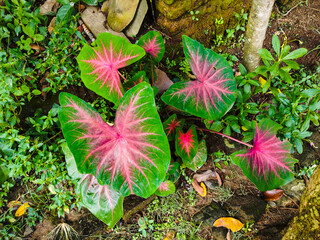 Red caladium is a tropical plant from the genus Caladium, its large leaves are heart-shaped or spear-shaped, with striking red, green and white colors, often called the "Heart of Jesus".