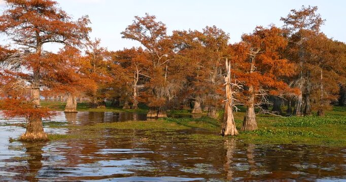 Scenic Caddo lake landscape with many bald Cypress trees lit during sunset in Texas.