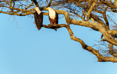 two African fish eagles (Haliaeetus vocifer) perched together high in tree in Tarangire National park.