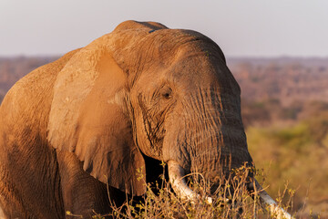 Head and tusks of large African bush elephant (Loxodonta africana) close up