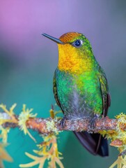 Obraz premium Wild Fiery-throated Hummingbird on Larch Branch Premium Wildlife Content for Marketing, Social Media, and Editorials