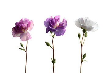Three Colorful Anemone Flowers on White Background