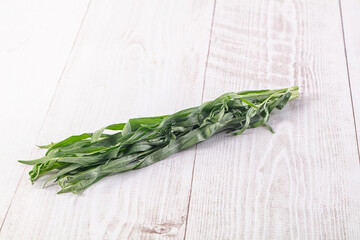 Fresh green estragon aroma stem
