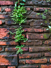 Old worn brick wall, perfect for abstract background