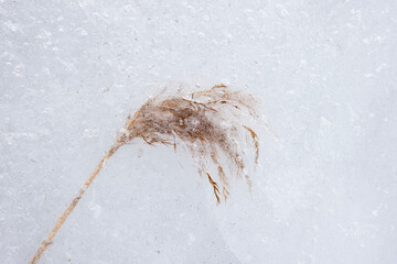 dry reed in ice