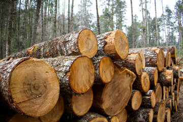 Extended pile of cut timber logs stacked outdoors with visible growth rings and natural wood texture. Forestry, lumber supply and sustainable raw material concept.