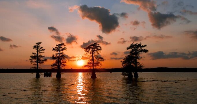 Silhouette of four bald cypress trees in the middle of lake with vibrant sunset sky.