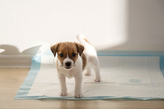 Puppy dog on training pad with small puddle.