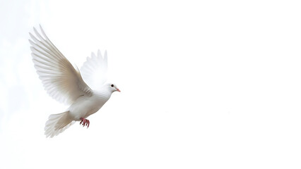 Fototapeta premium White dove flying freely in the sky