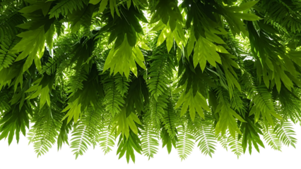 Vibrant green leaves isolated on transparent background