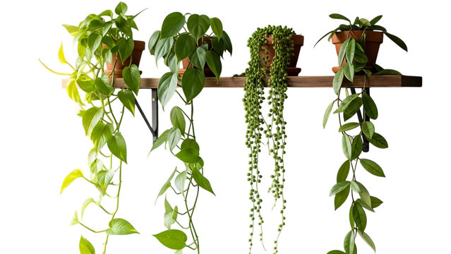 Hanging plants on wooden shelf isolated on transparent background