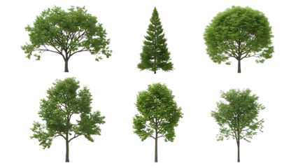 Collection of six diverse trees isolated on transparent background