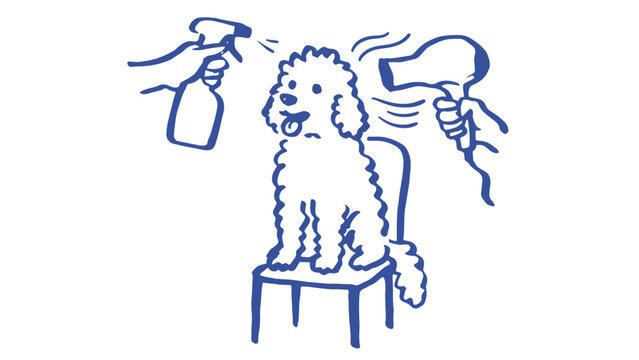 A dog is being groomed with a hair dryer and spray.