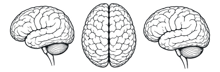 Hand drawn line art human brain set featuring side and top views for medical education