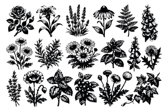 Hand drawn botanical line art flower and herb set featuring a variety of wildflowers and garden plants for nature themed designs