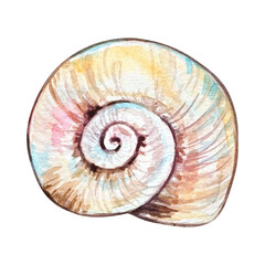 Obraz premium Watercolor seashell illustration isolated, underwater animals ocean.