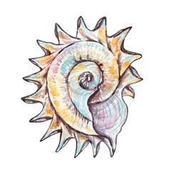 Fototapeta premium Watercolor seashell illustration isolated, underwater animals ocean.
