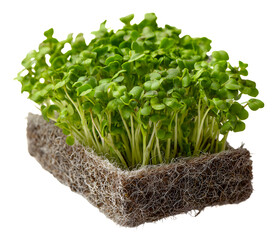 Vibrant green microgreens thriving on a natural fibrous growing medium, ready for culinary use isolated on transparent background